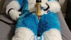 Murrsuiter milks himself